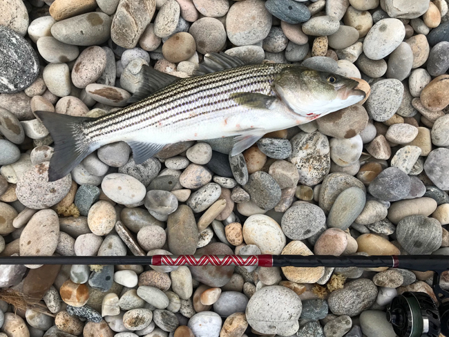 Looking for recommendations for good striper books - Main Forum - SurfTalk